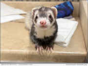 News: Accepted, Not Denied, Never Decided: California Ferret Petition Remains Unresolved After 378 Days
